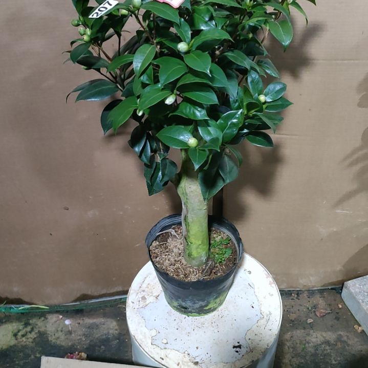 207六品，原盆原土发货，不包邮