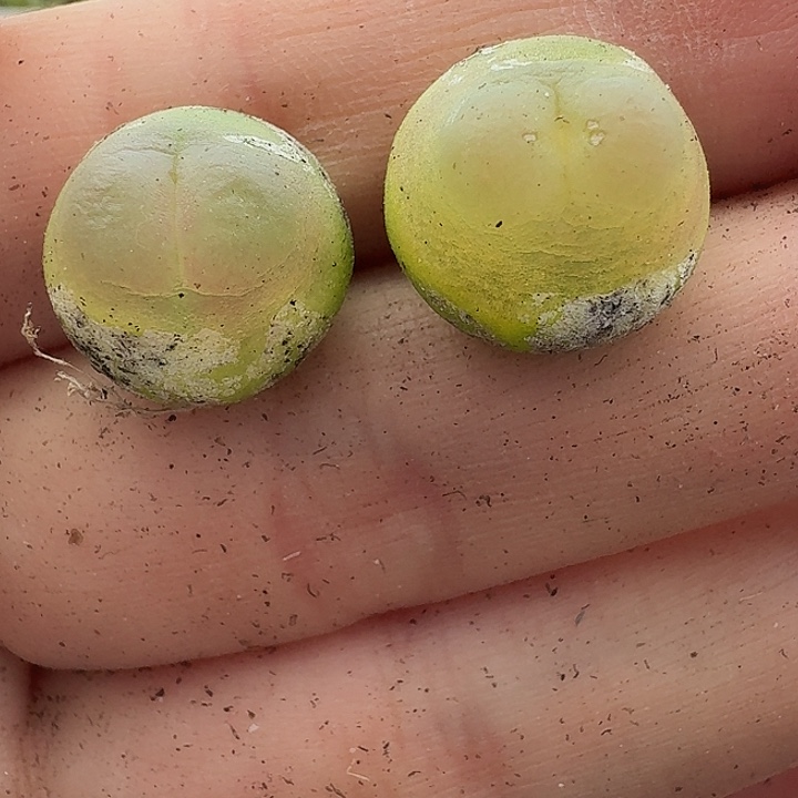 老马生石花拉登1337