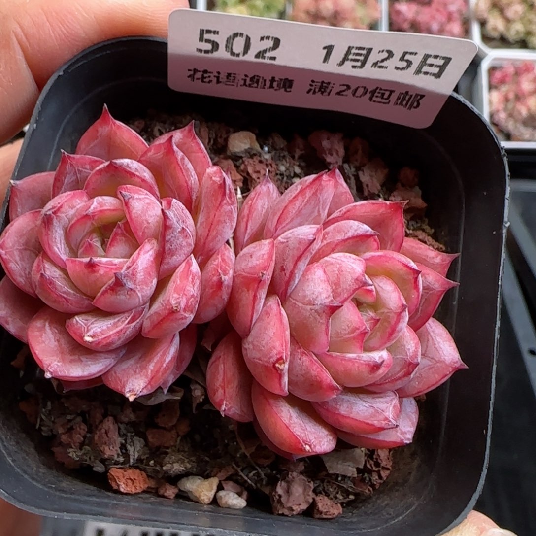花语逸镜0125-502