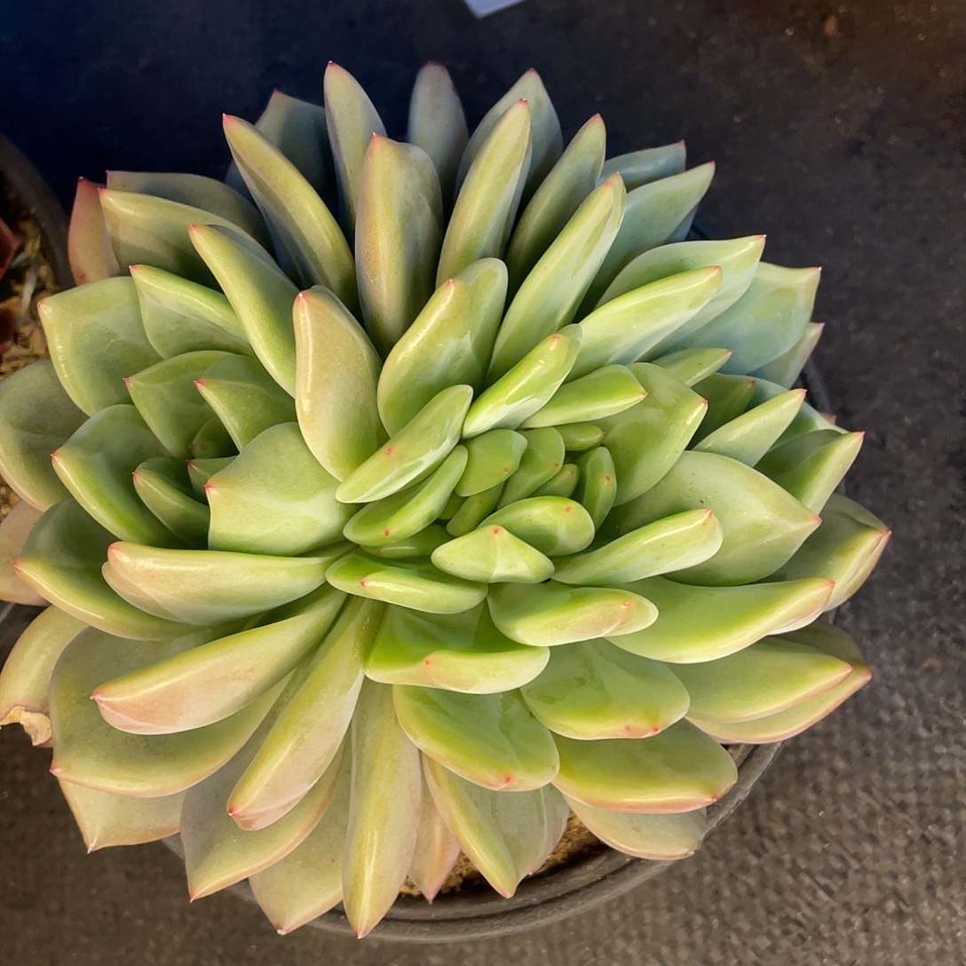 山茶花缀一物一拍28包邮非偏远