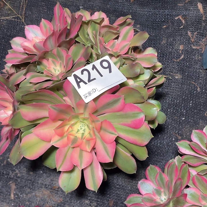 219香妃法师3-5花花