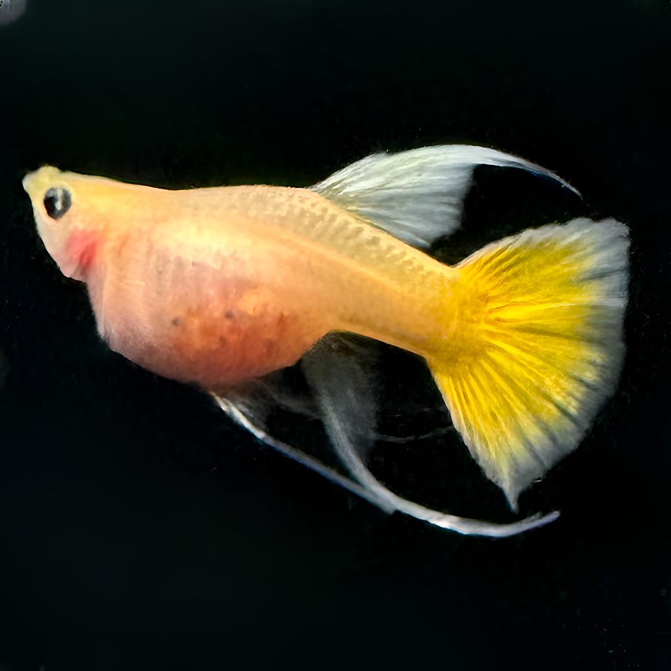 黄金玻璃猫短体球体精品缎带玻璃猫孔雀鱼观赏鱼活体淡水鱼热带鱼