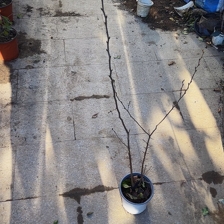 無***畏完全开放哈哈哈哈哈