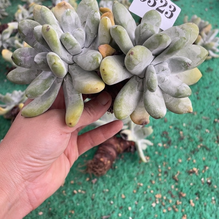 323号拇指多肉植物