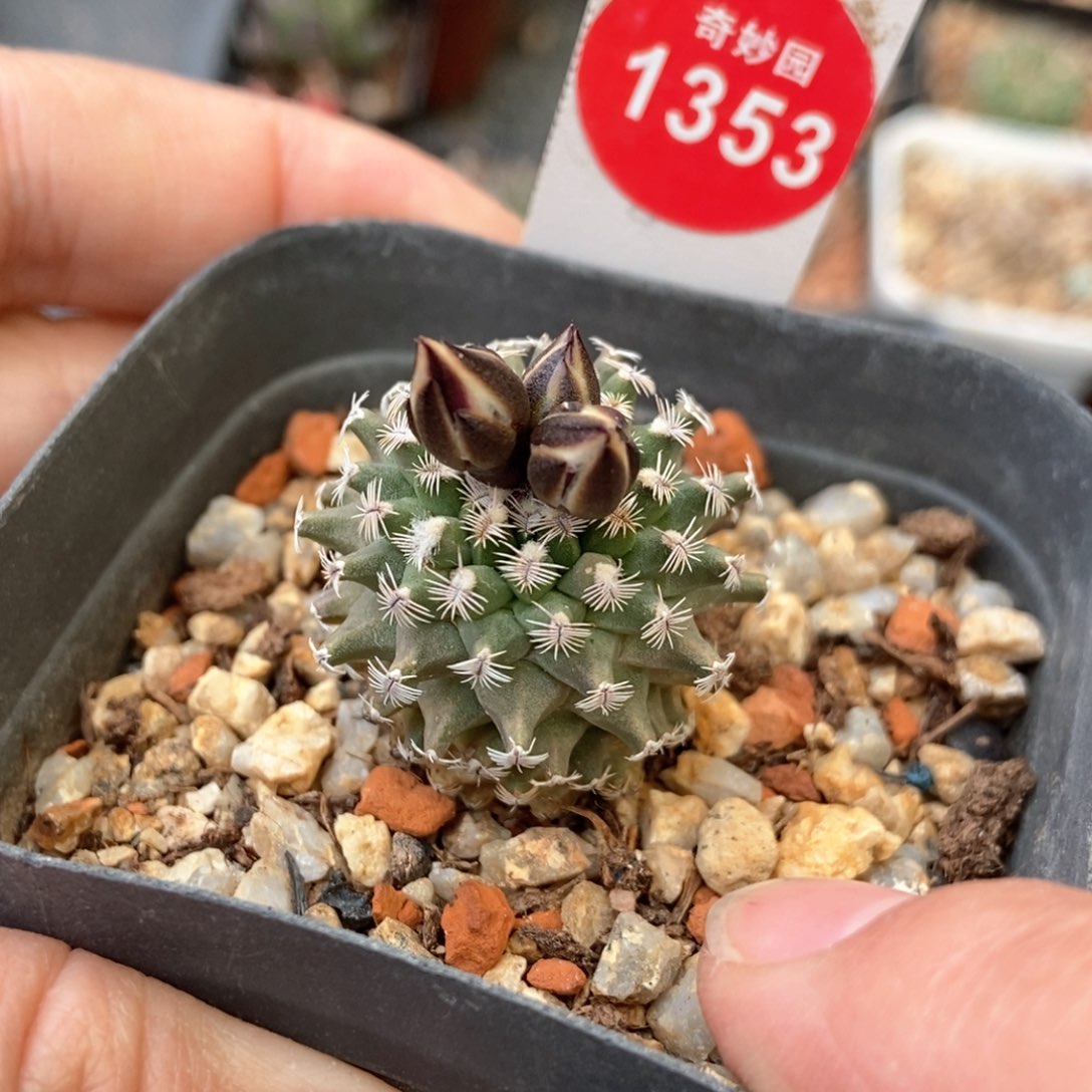 实生海胆娇丽2.8cm一棵仙人球