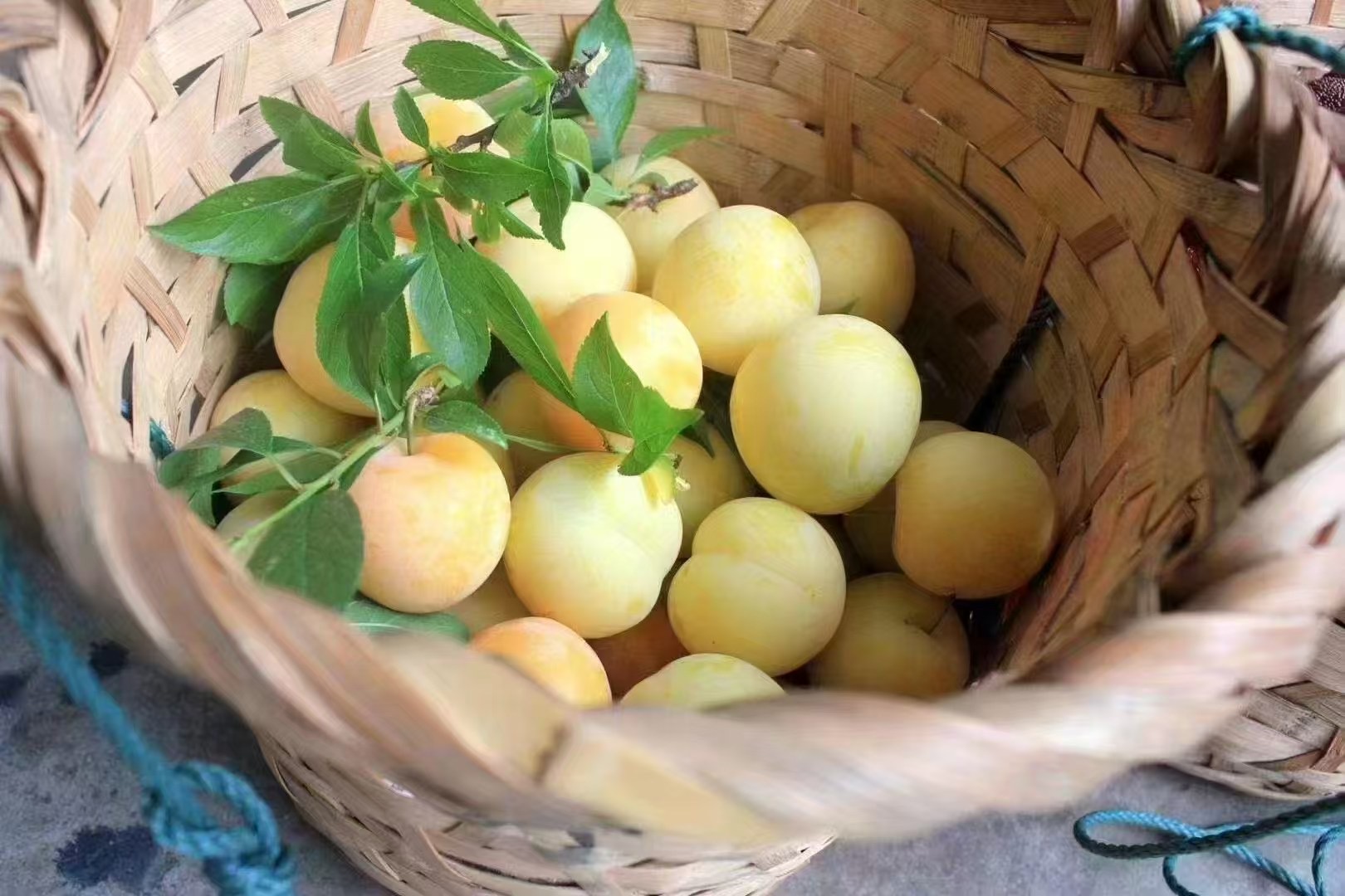 苏州西山黄李 大果 口口爆汁江浙沪包邮正宗