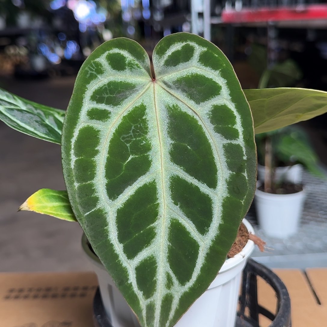 完全开放E16红水晶杂