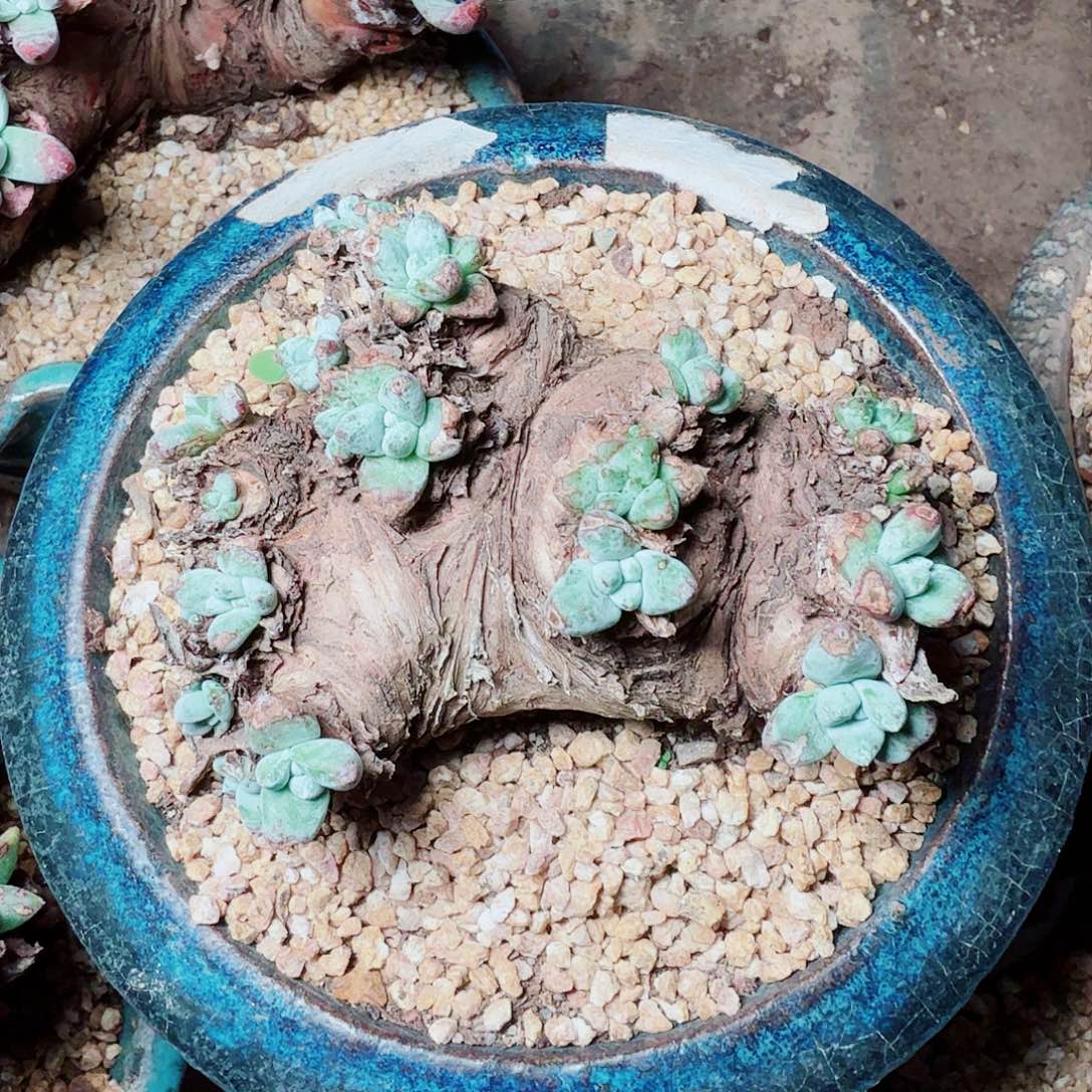 9350刘丹拇指仙女杯多肉