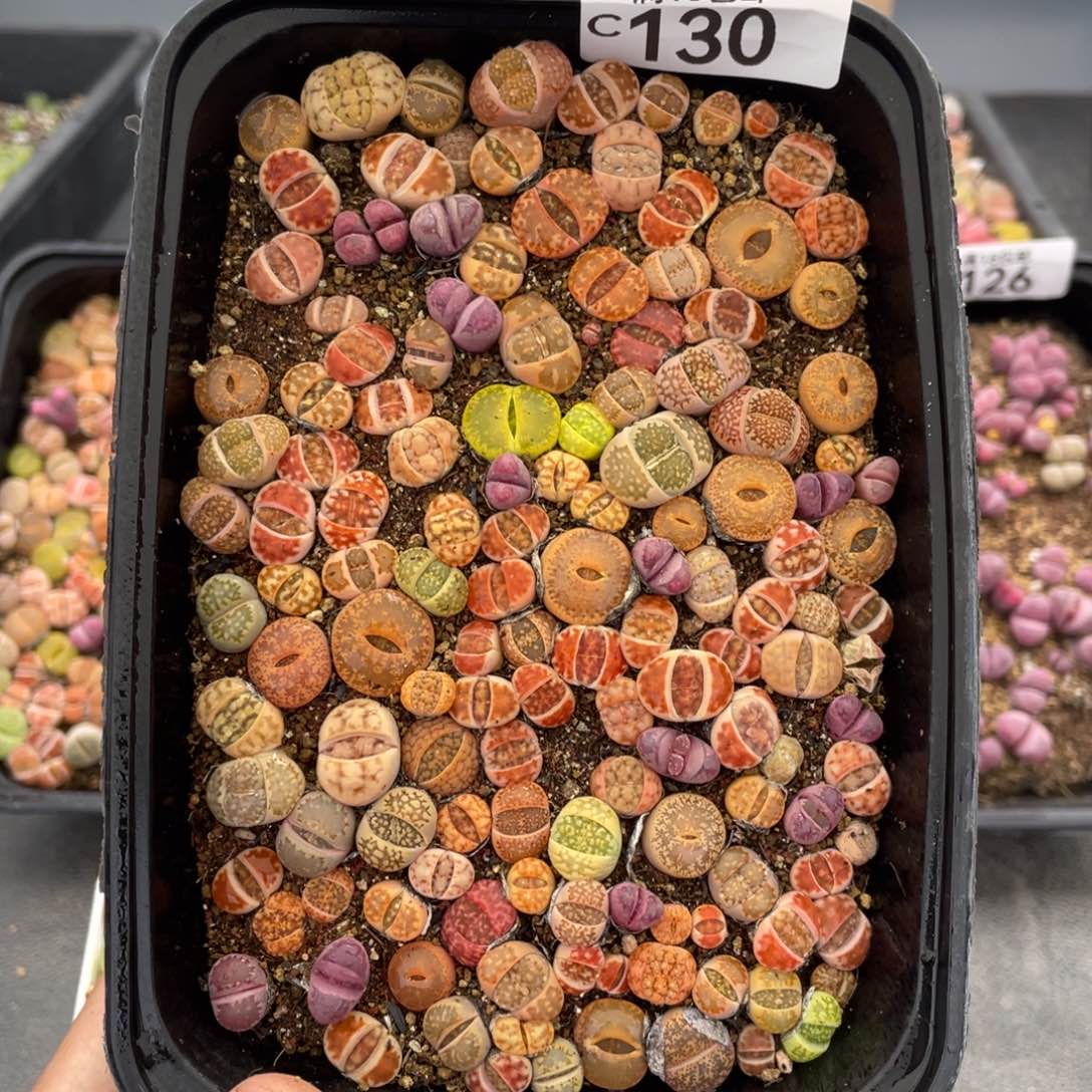 红陶0000000000000130