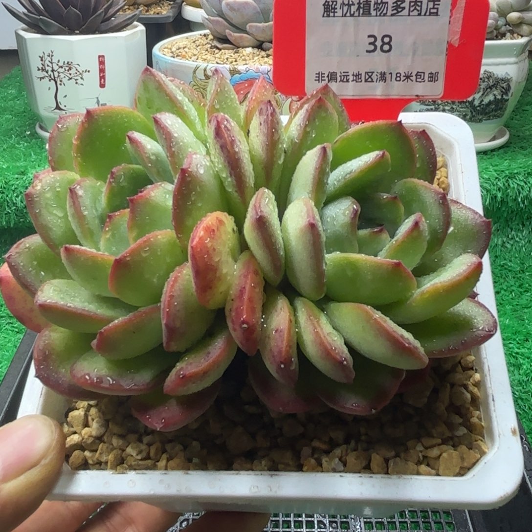 解忧多肉植物编号38