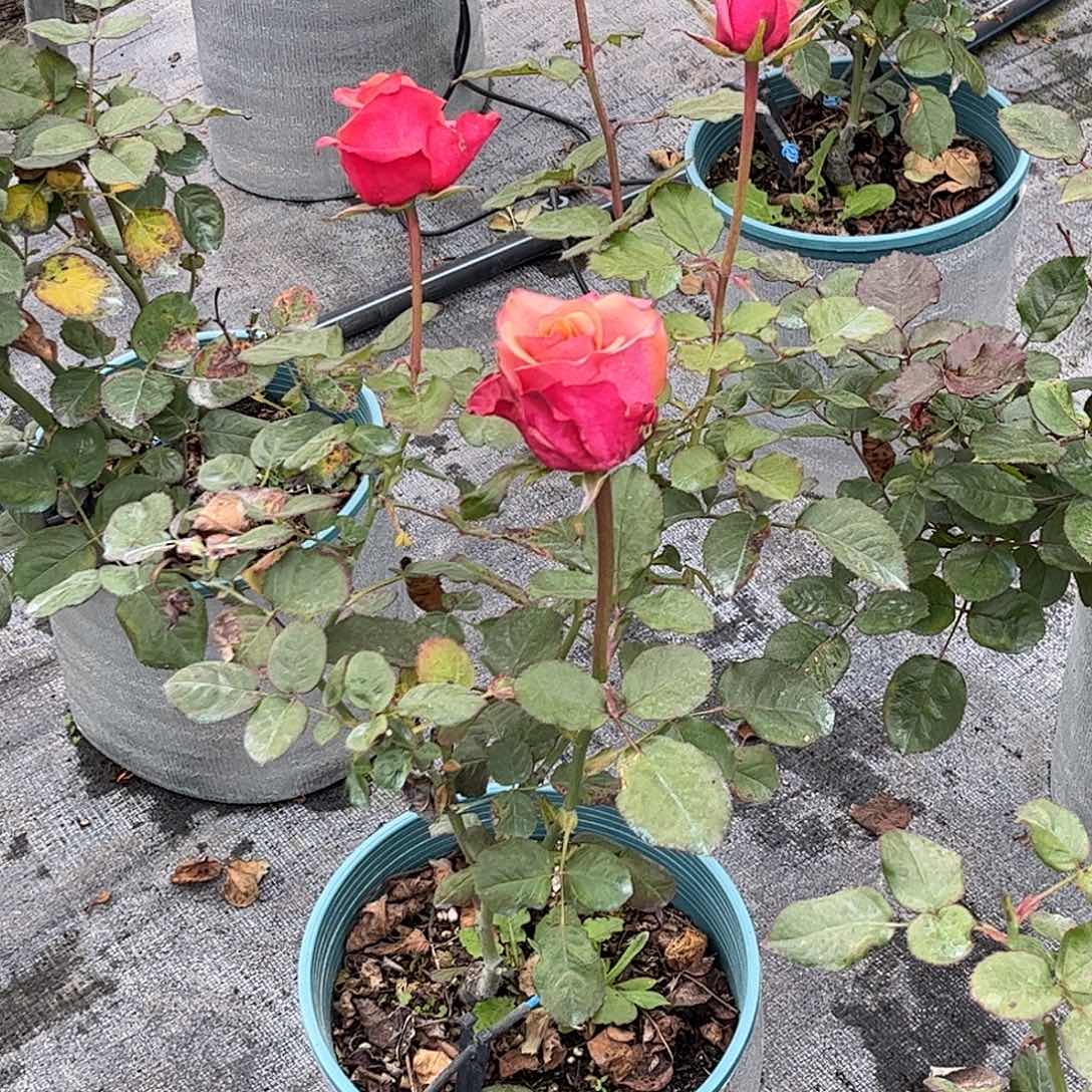 无花朵红葡萄酒，1.8加仑土球发货