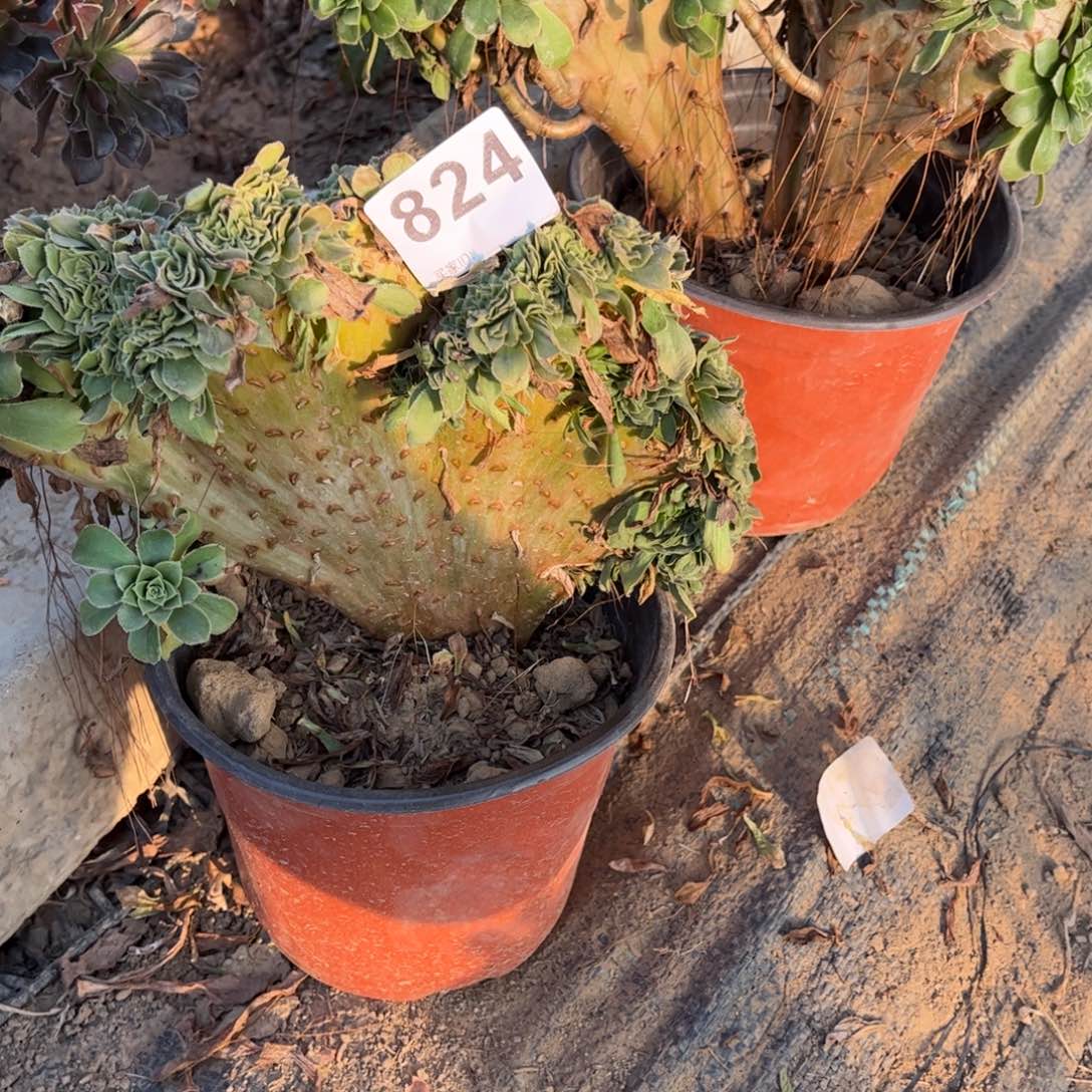 绿杨蓉綴824不包断枝