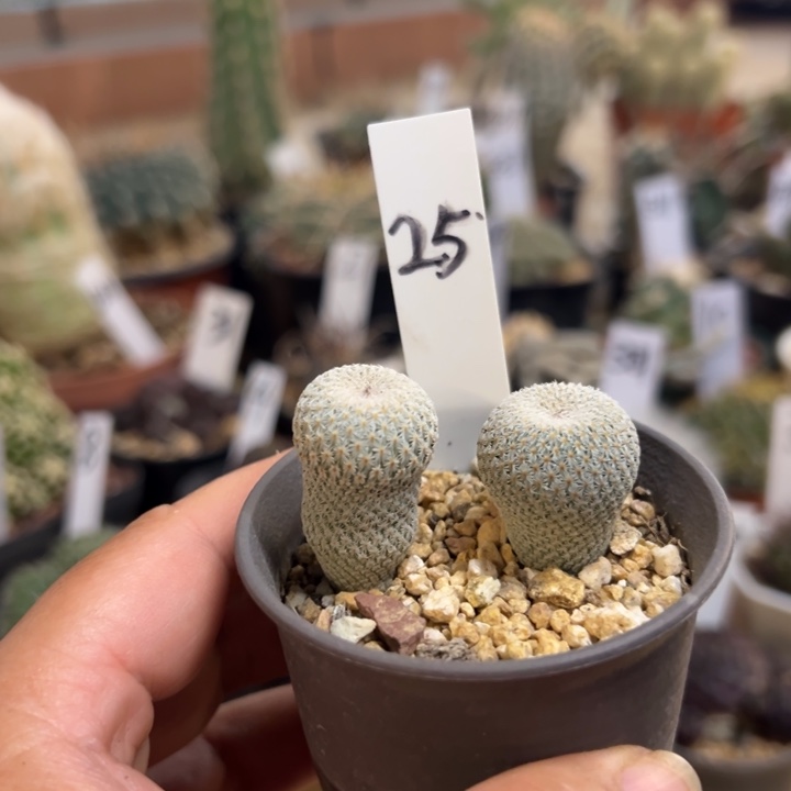 25号实生月世界两个带盆发