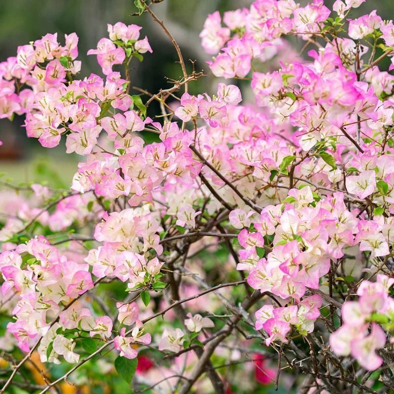 三角梅盆苗四季勤花一物一拍