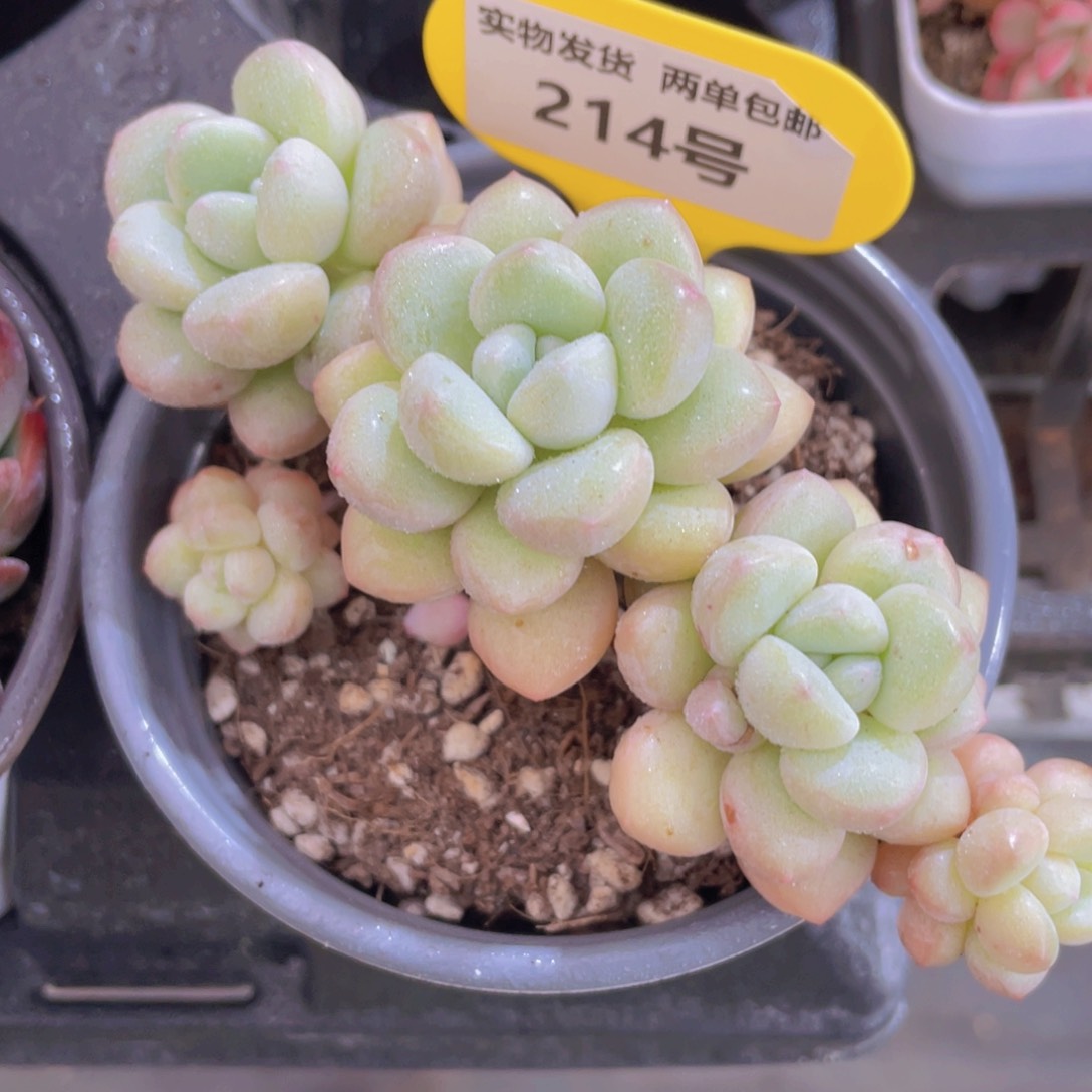 214号老桩泡泡糖五头