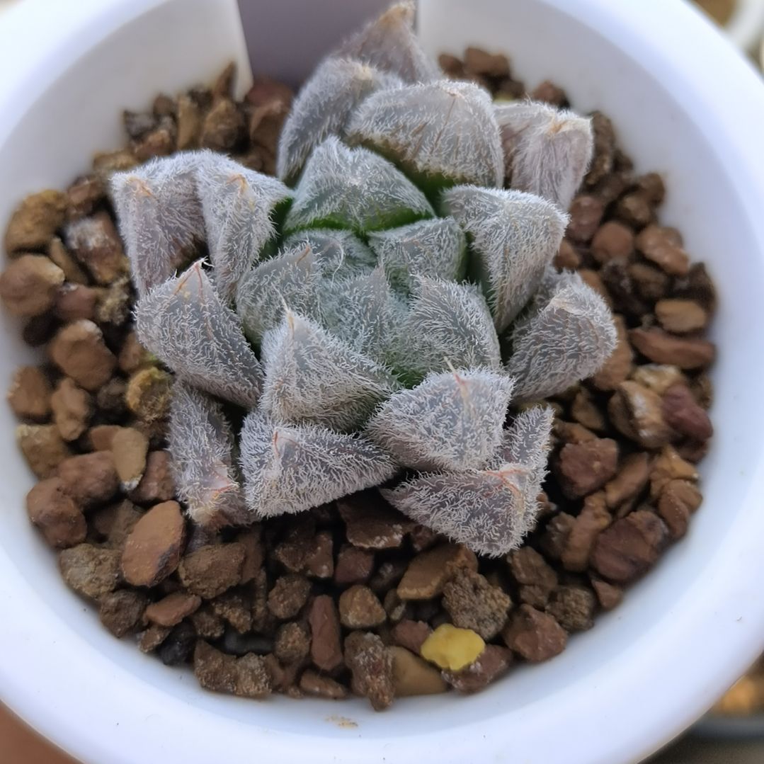 150号梦露玉露一物一拍带盆土发货