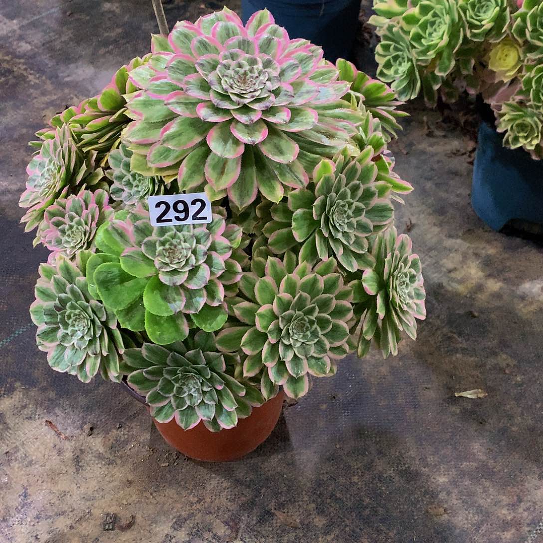 贝*多肉糖衣炮弹292.00000