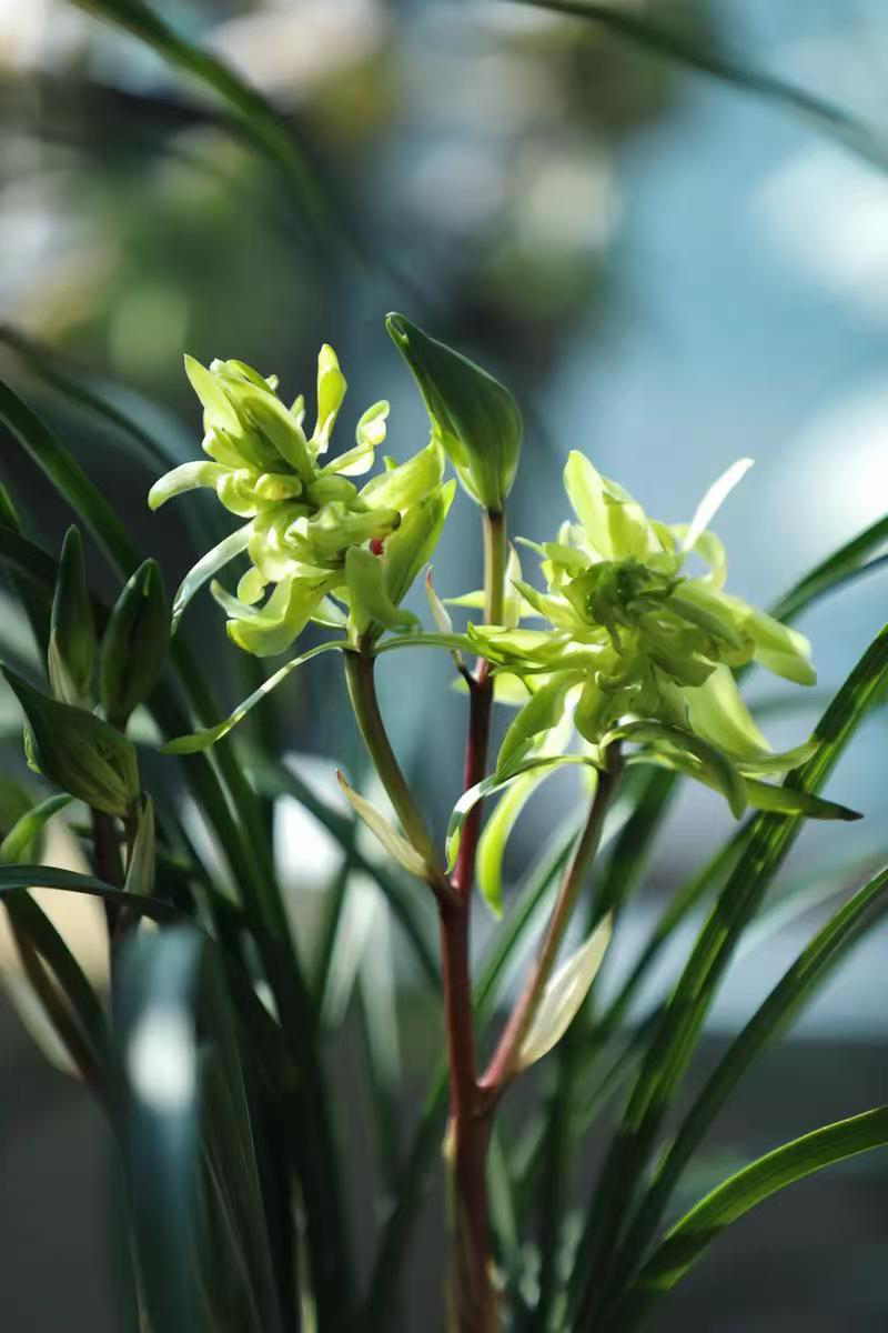 春兰【花开富贵】春兰奇花名品 花型独特漂亮 花香浓郁