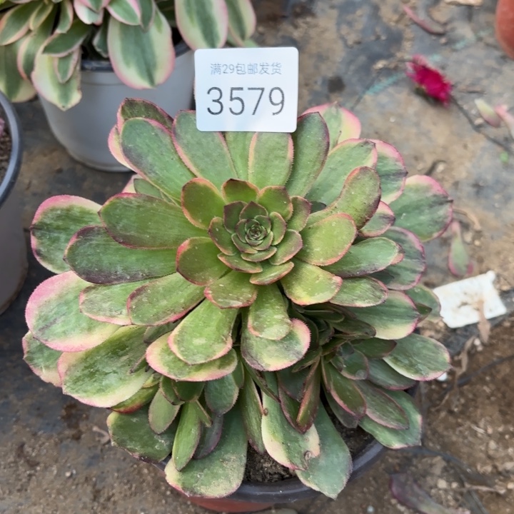 半夏多肉法师3579