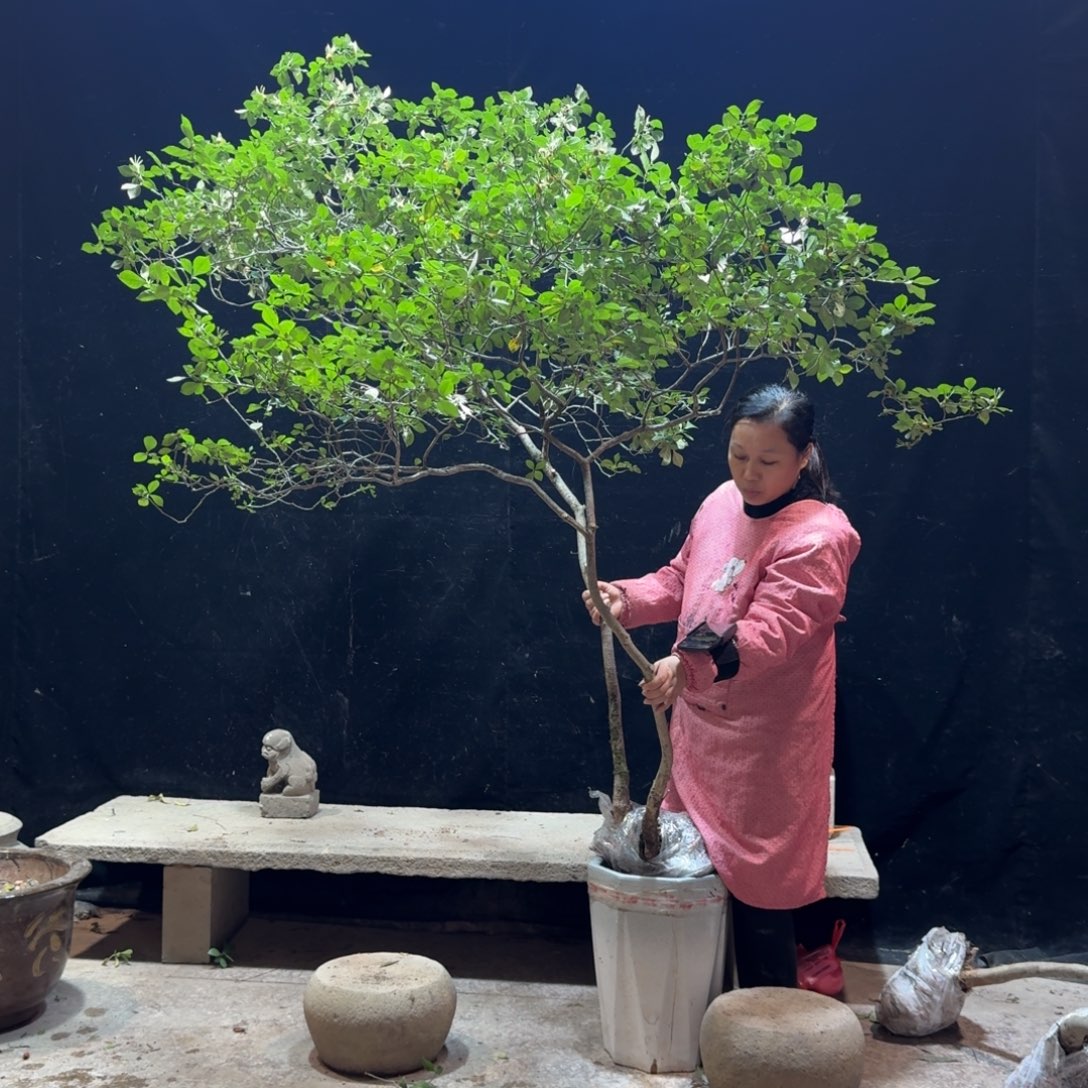 淡***风完全开放栀子花造型树一物一拍