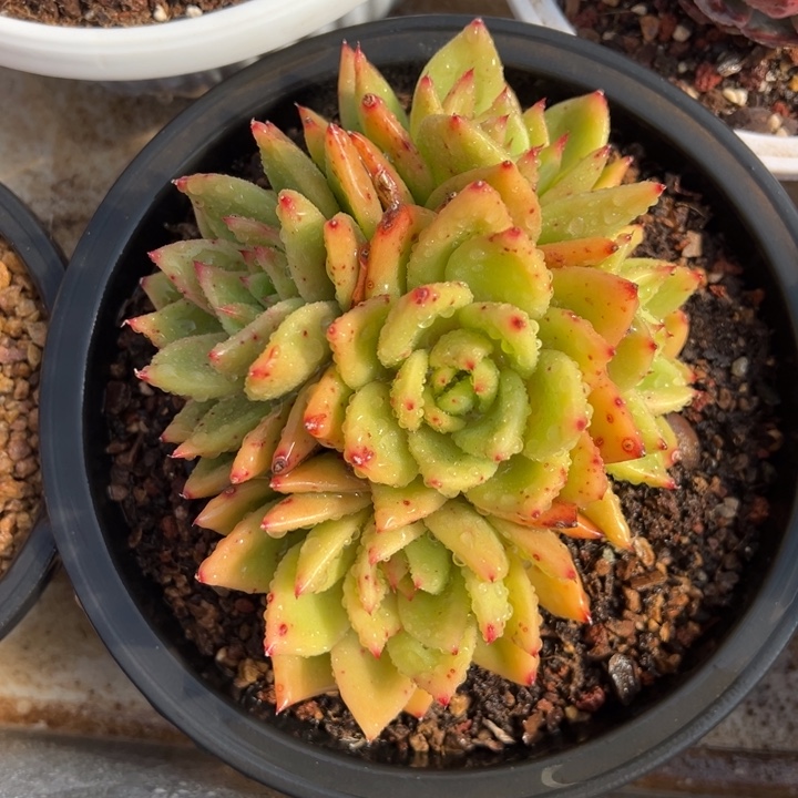 lingo star 夏鸣园艺