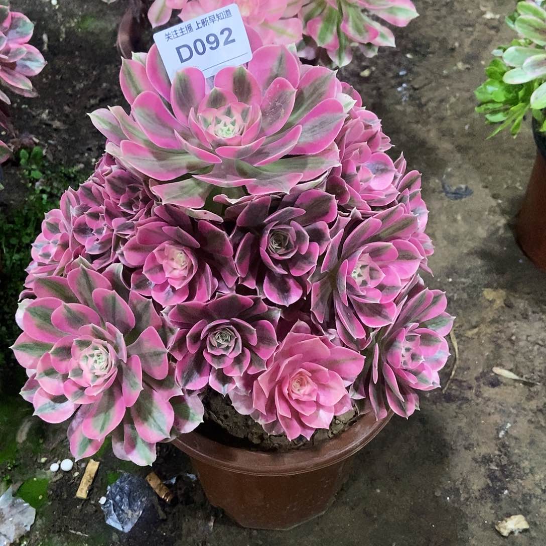 多肉92000000000000