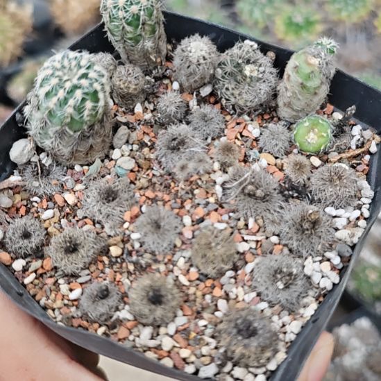 实生仙人球，子播带大，带盆土发货