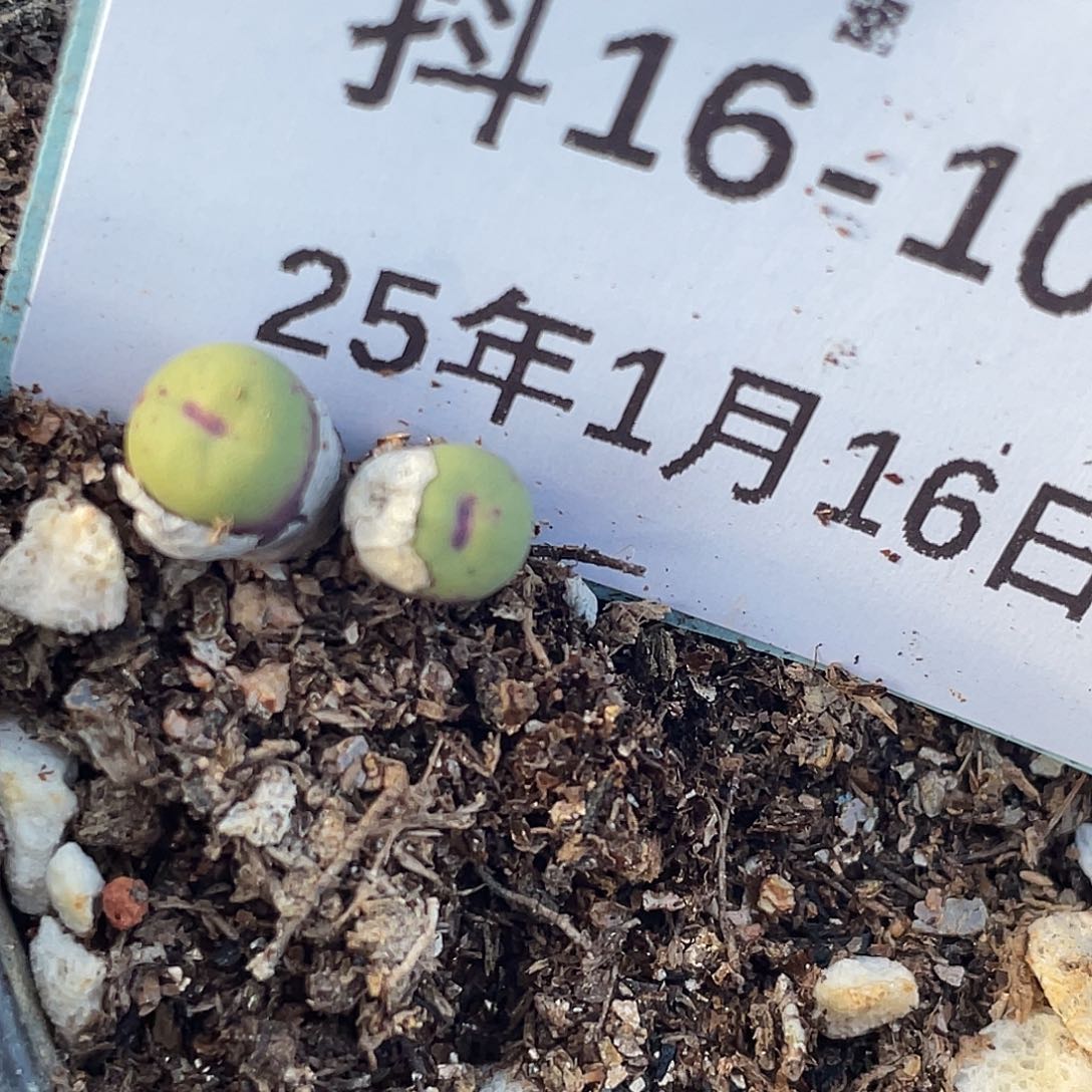 16-104嘴多肉植物肉锥
