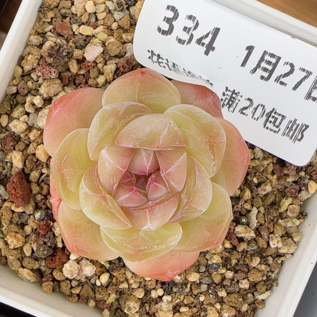 花语逸镜0127-334