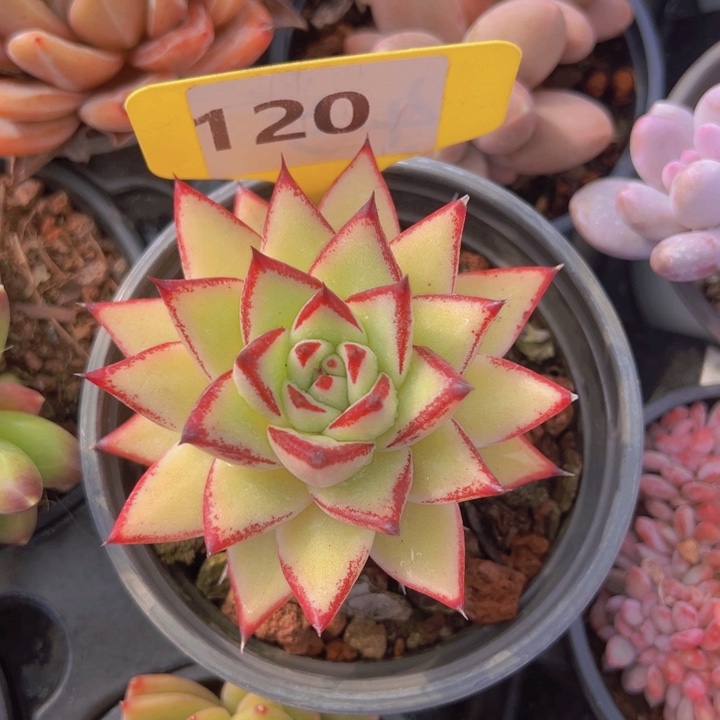 健健康康平平安安