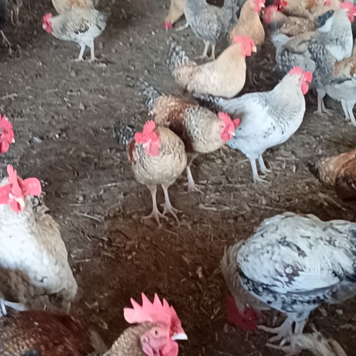 7包装10 公 9 母单独装