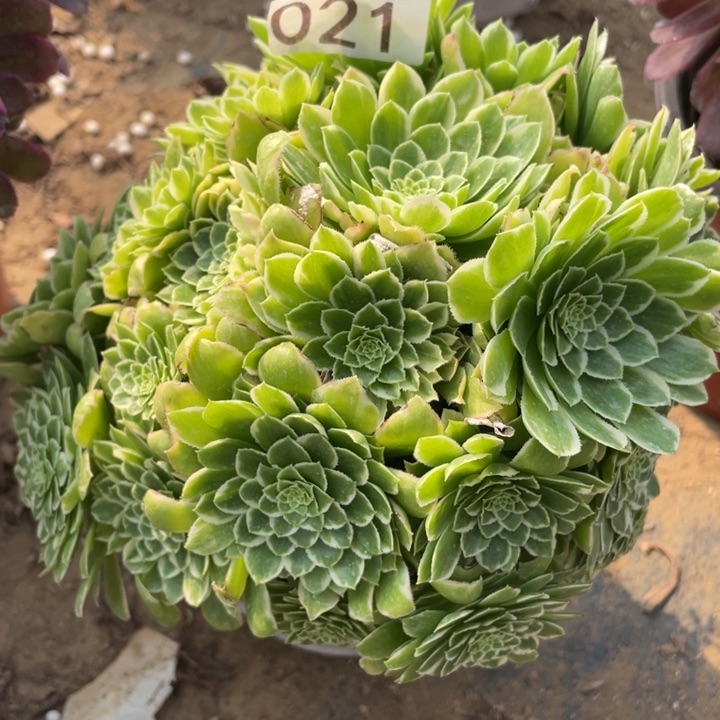 021多肉植物翡翠冰
