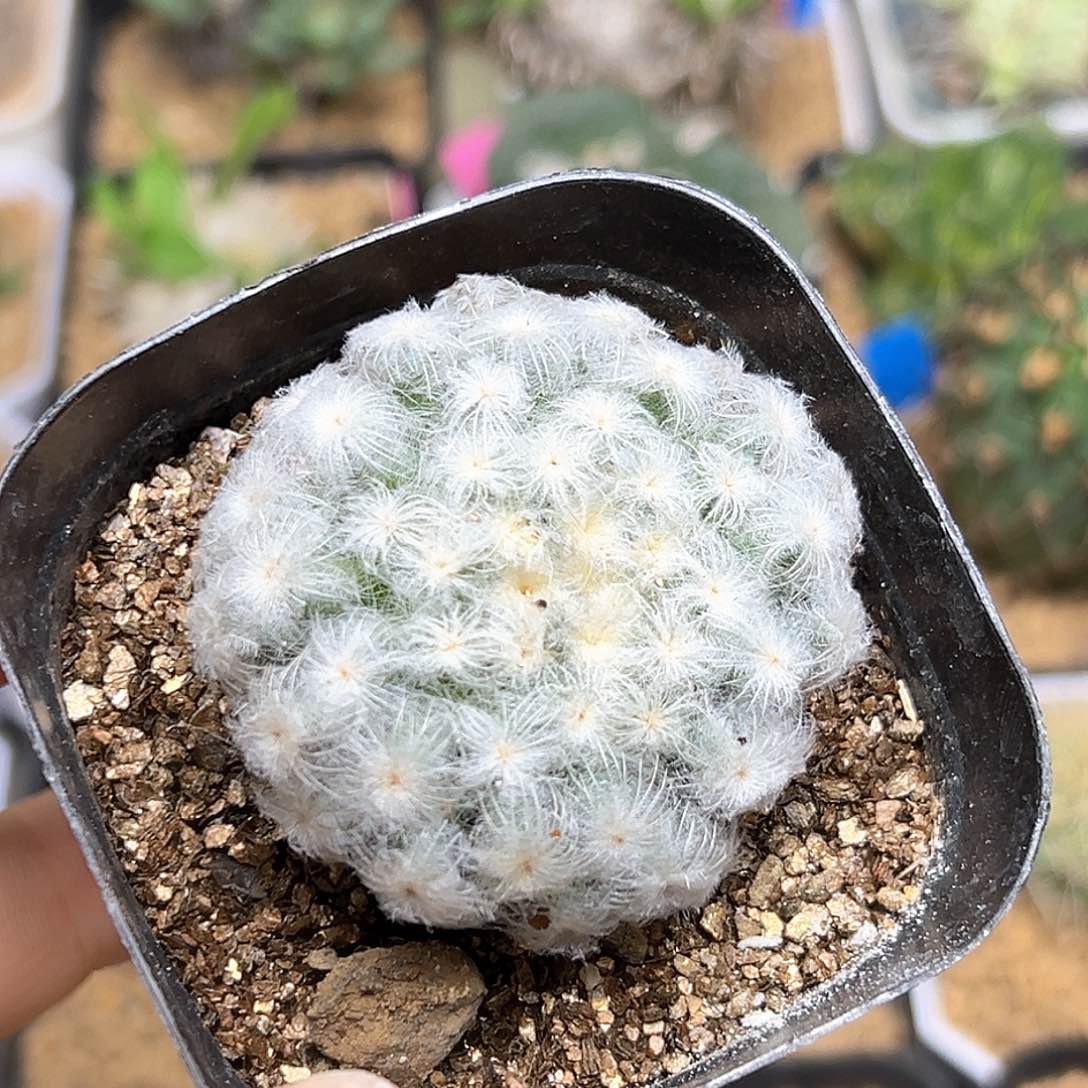 佛头白星自根球一颗