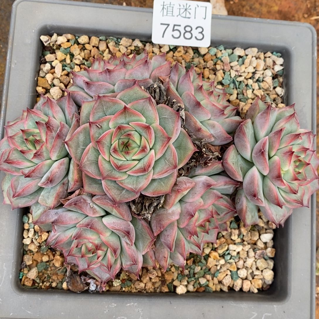 斯***杂交精品多肉7583~15