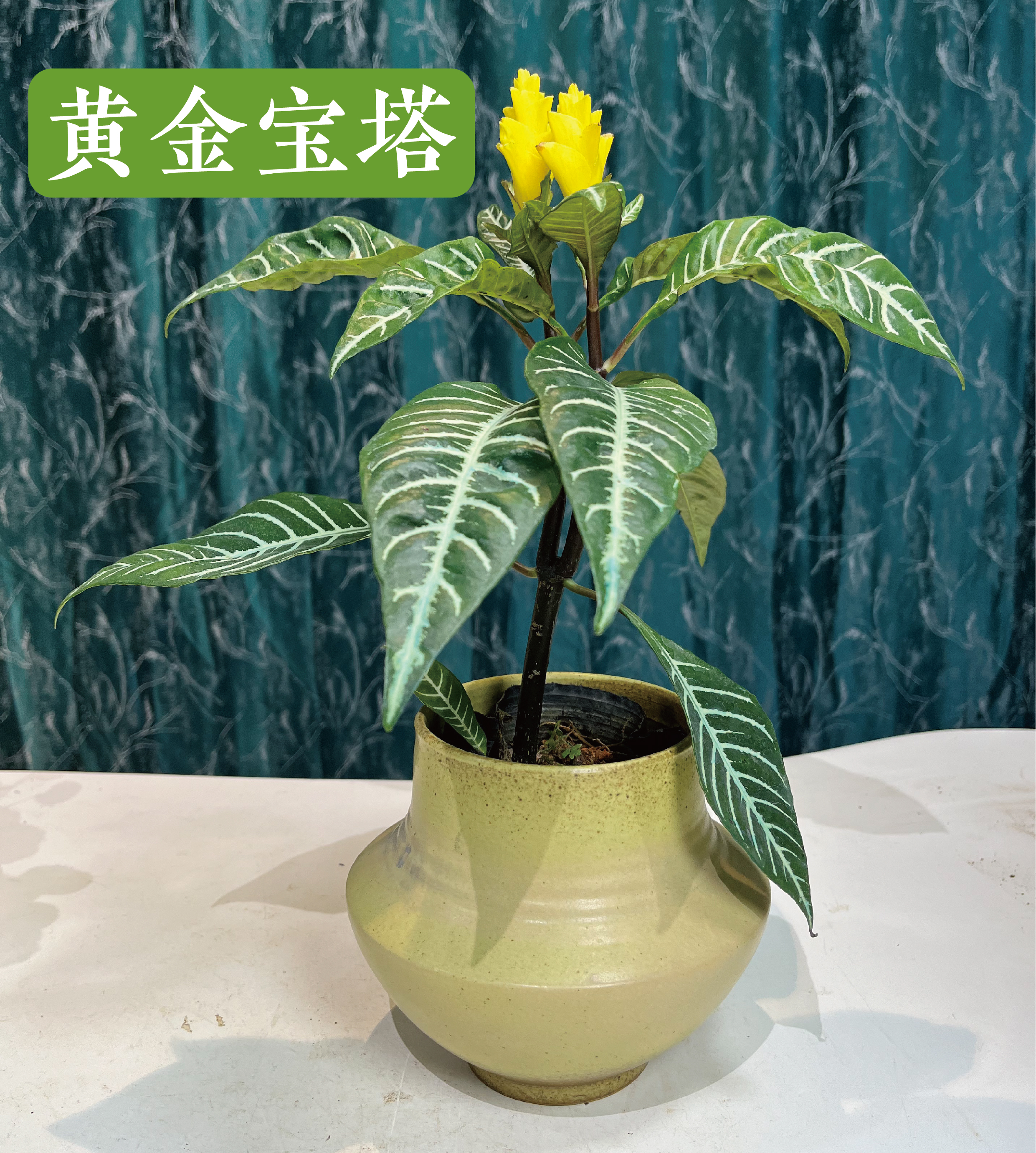黄金宝塔室内耐阴好养活的斑马花银脉爵床绿植盆栽装饰家居必备