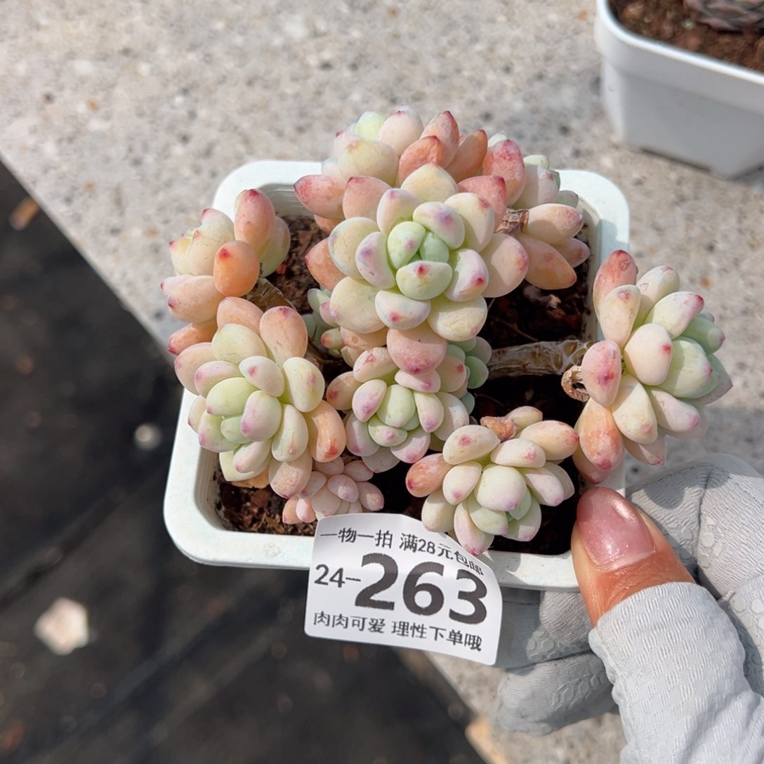 樱花罗绮多肉多肉多肉多肉