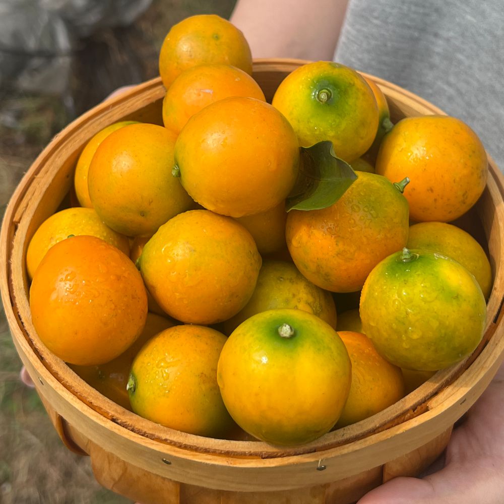 【福利款】广西融安滑皮金桔新鲜应季水果现摘现发