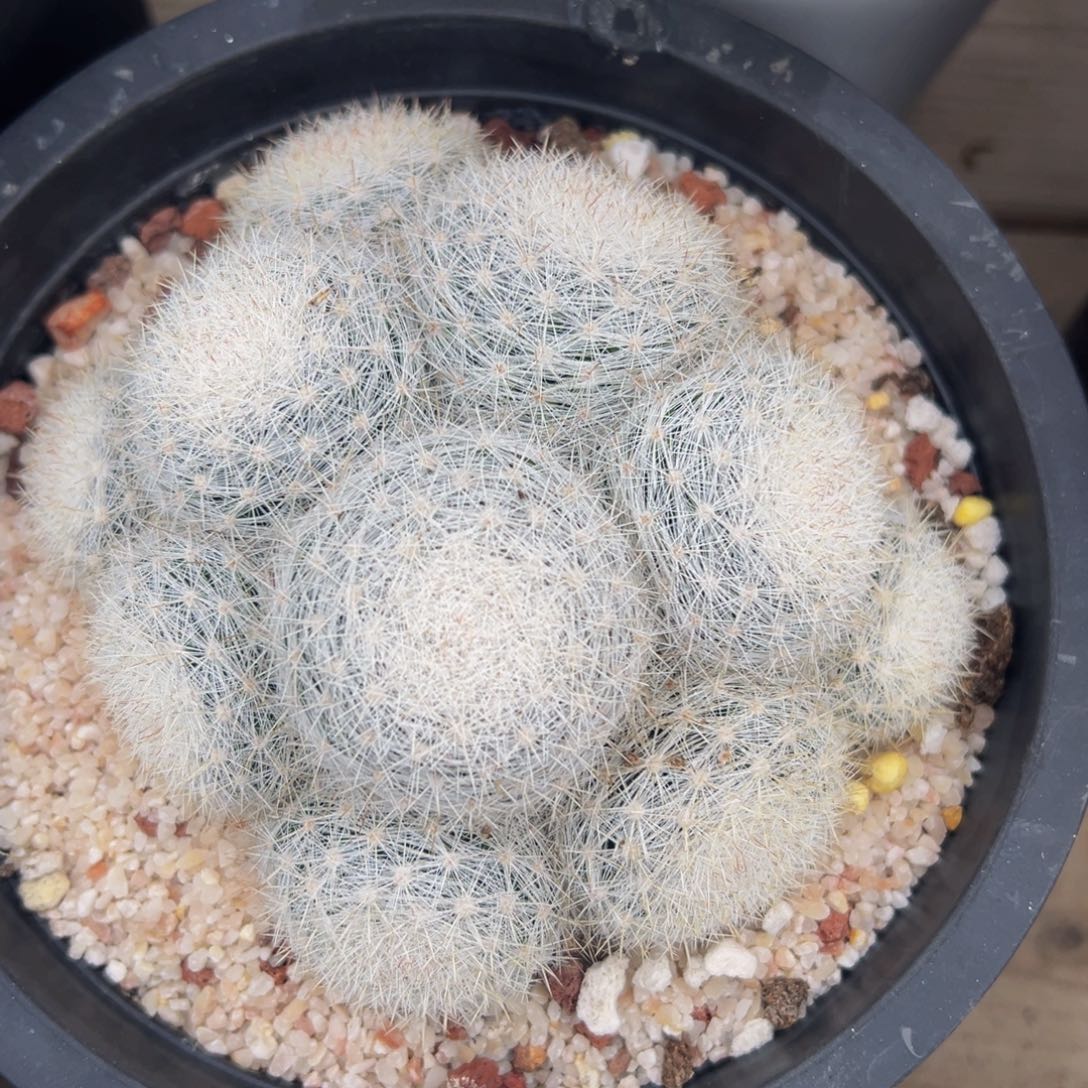 302实生根多肉植物带盆土