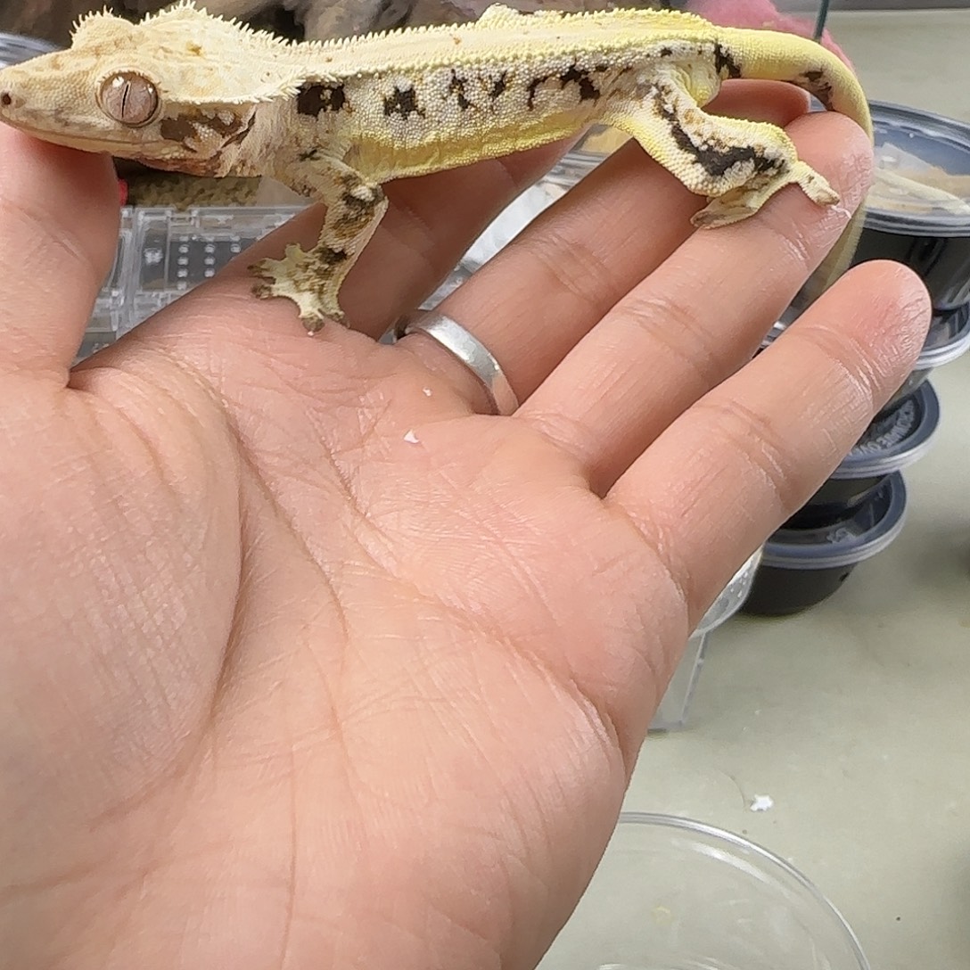 睫角守宫超黑底莉莉白