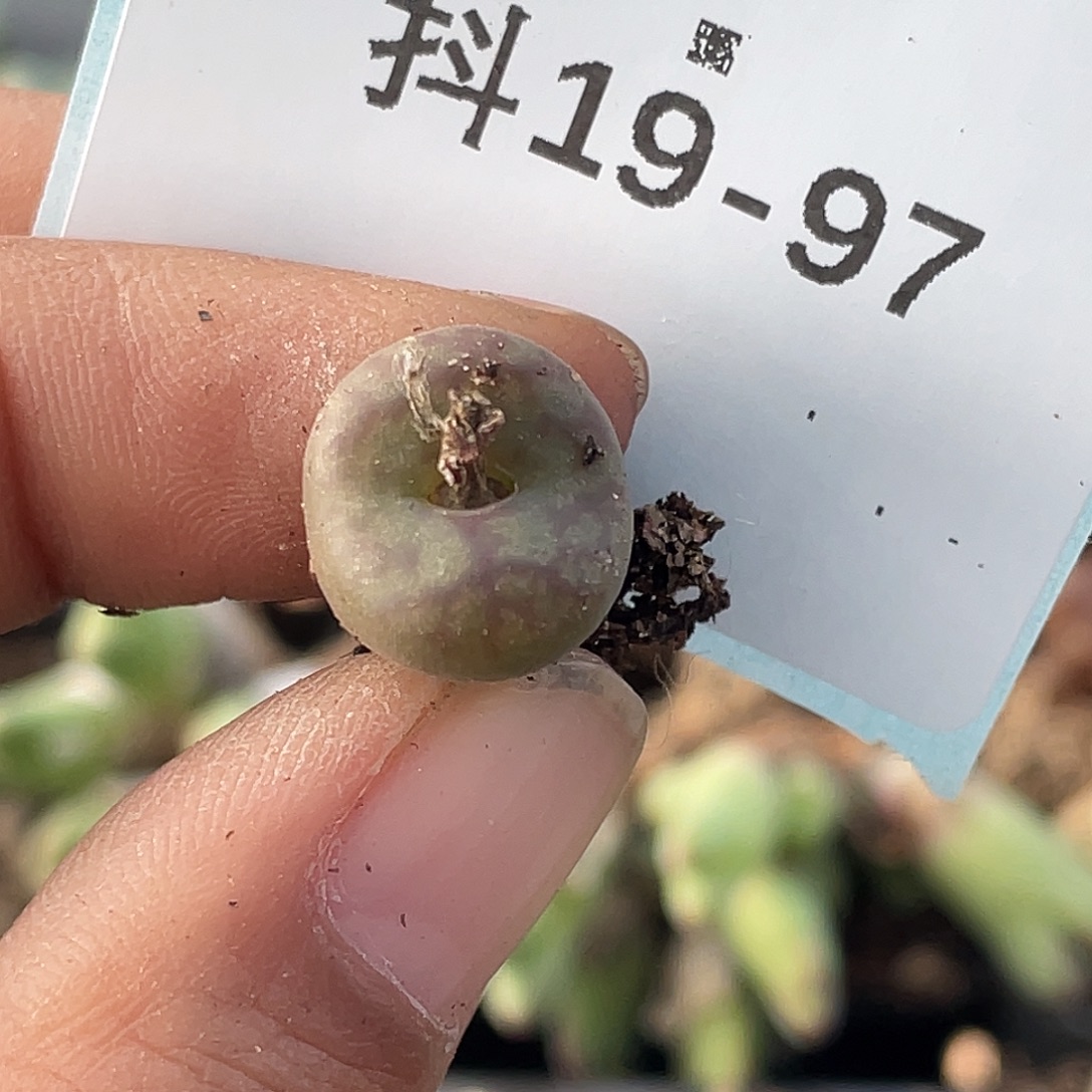 桃***哥19-97肉锥多肉植物
