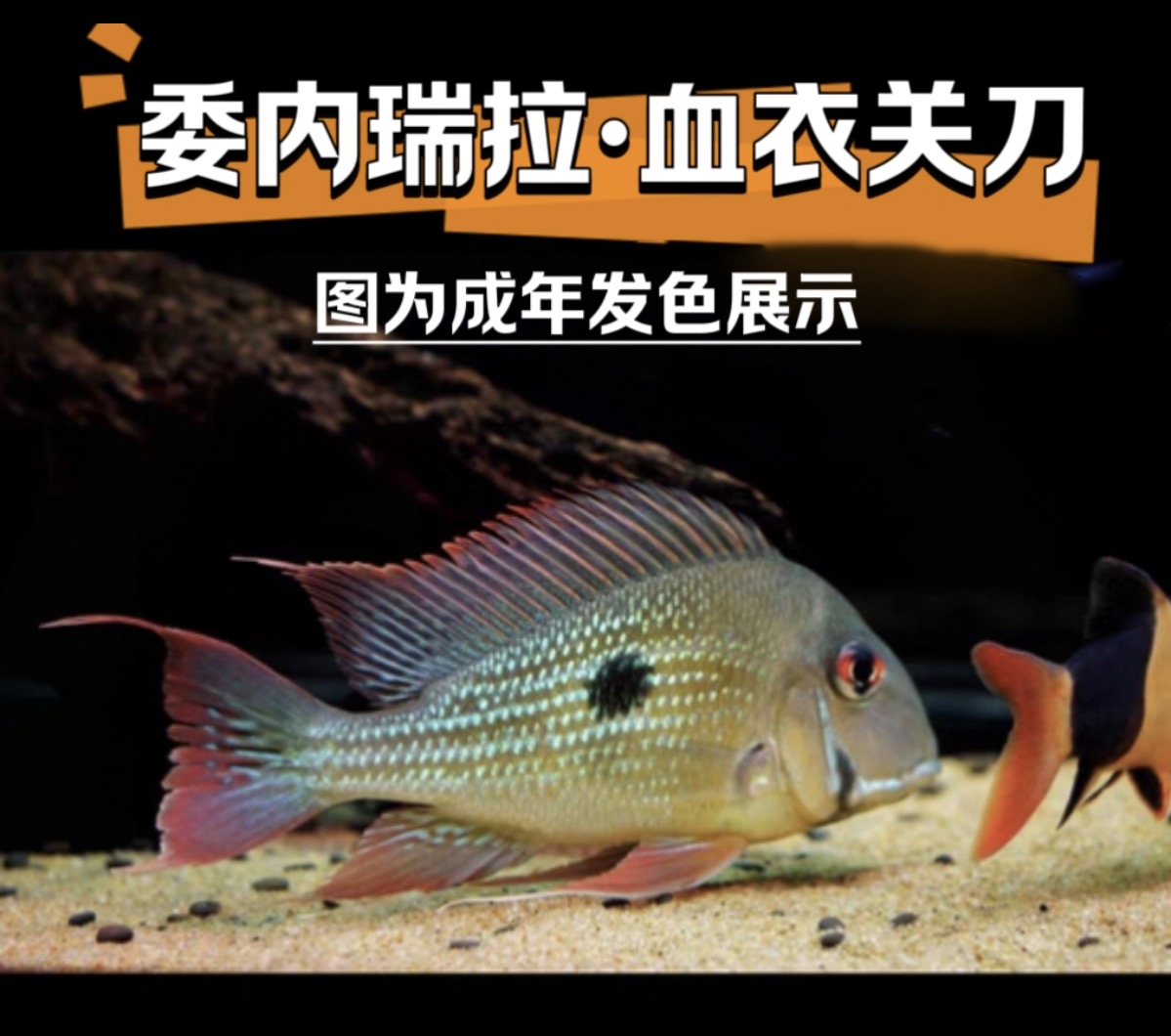 超级福利福利款 血一关刀鱼