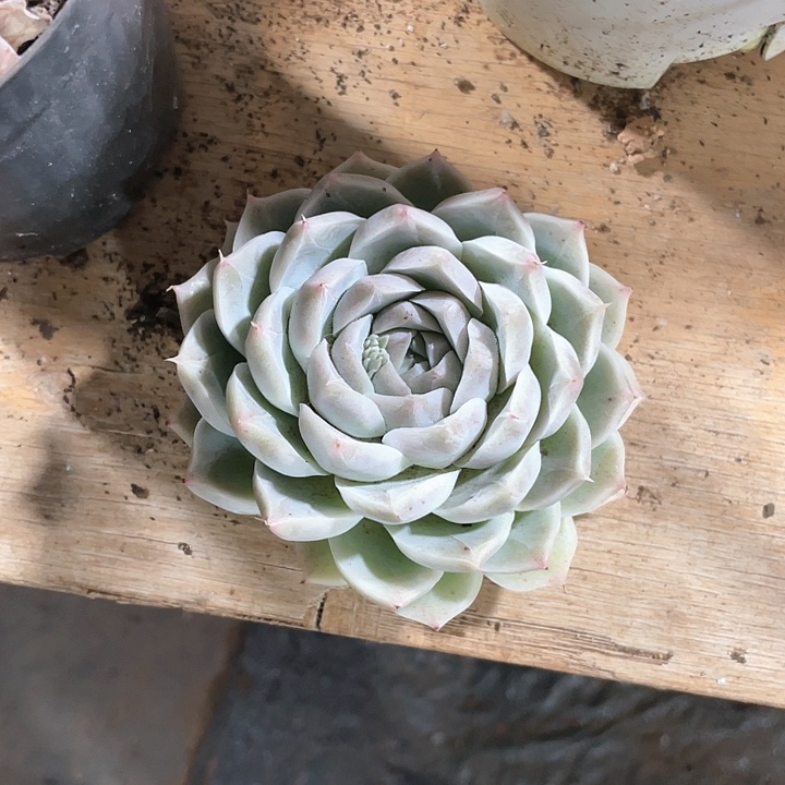 白女王定向一颗单头