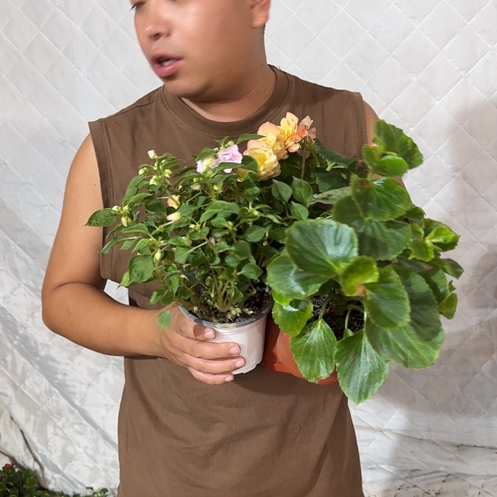 完全开放三颗福利，不参与小苗活动