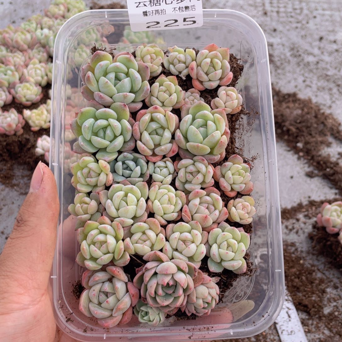 云糖心多肉植物225