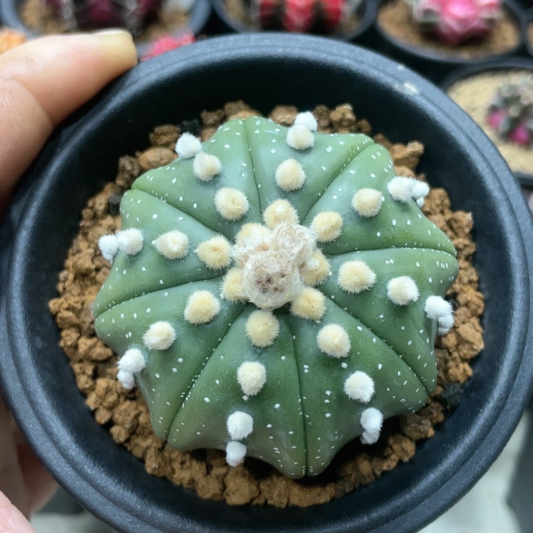 泰系实生根，高绒连绒海星兜