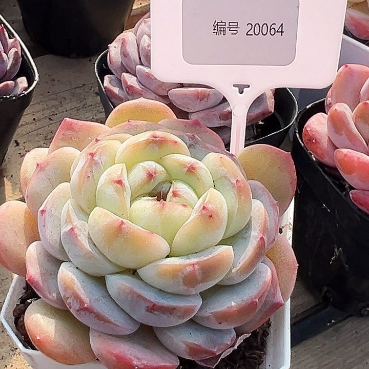 神***梦 糖心    20064号  