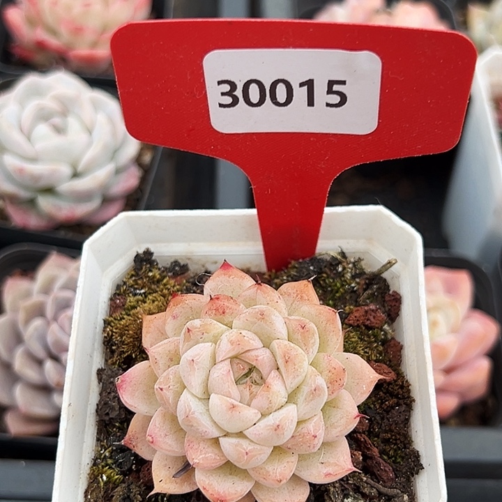 糖心。    30015号。  