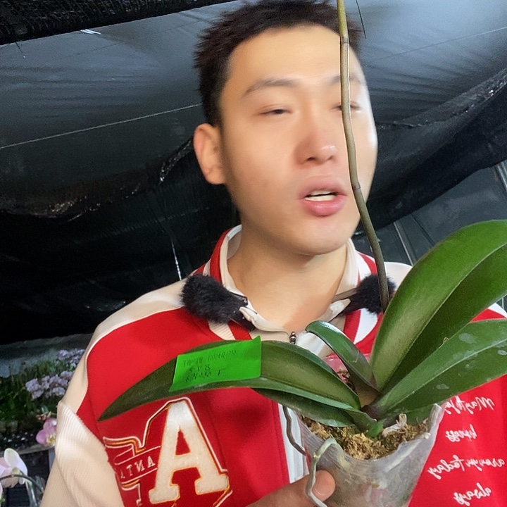 无花朵绿地王带花剑