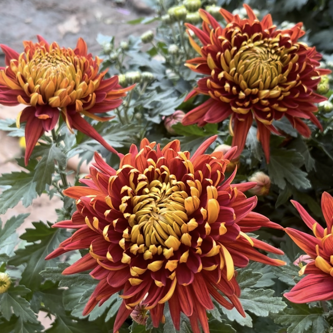 【金背大红】超大花菊花盆栽大花多年生耐寒好养绿植花卉带花苞发货