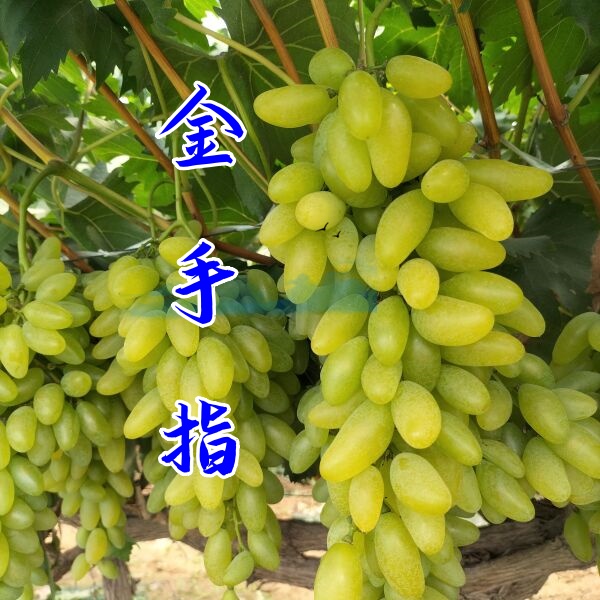 （不包活千万看好）原盆原土带叶子 包对版 包运损 青岛大泽山发货 